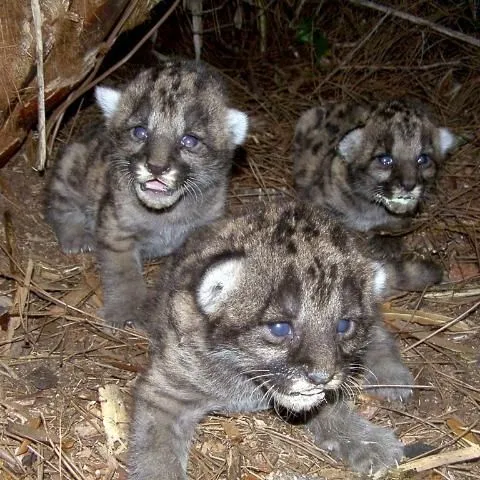 thumbnail for publication: Wildlife of Florida Factsheet: Florida Panther